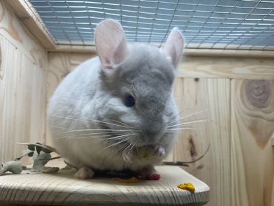 Хлопчики шиншила шиншили