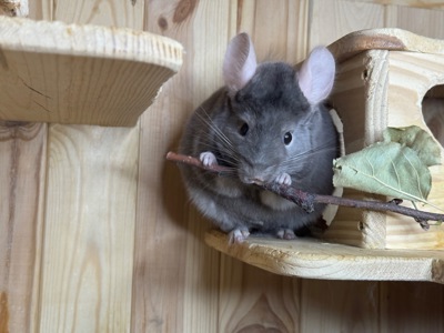 Хлопчики шиншила шиншили