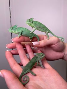 Ємеснький хамелеон, ручний хамелеон, йеменський, еменский, хамелеон зі шлмемом, зелений хамелеон