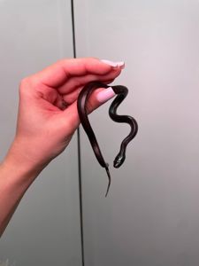 Ручна чорна змія нігріта, королівська мексиканська нігріта, різні ручні змійки