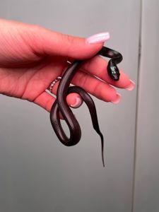 Ручна чорна змія нігріта, королівська мексиканська нігріта, різні ручні змійки