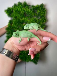 Ємеснький хамелеон, ручний хамелеон, йеменський, еменский, хамелеон зі шлмемом, зелений хамелеон