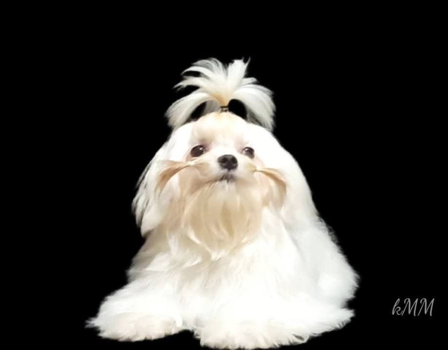 Дуже красива дівчинка мальтезе корейські крові присутні