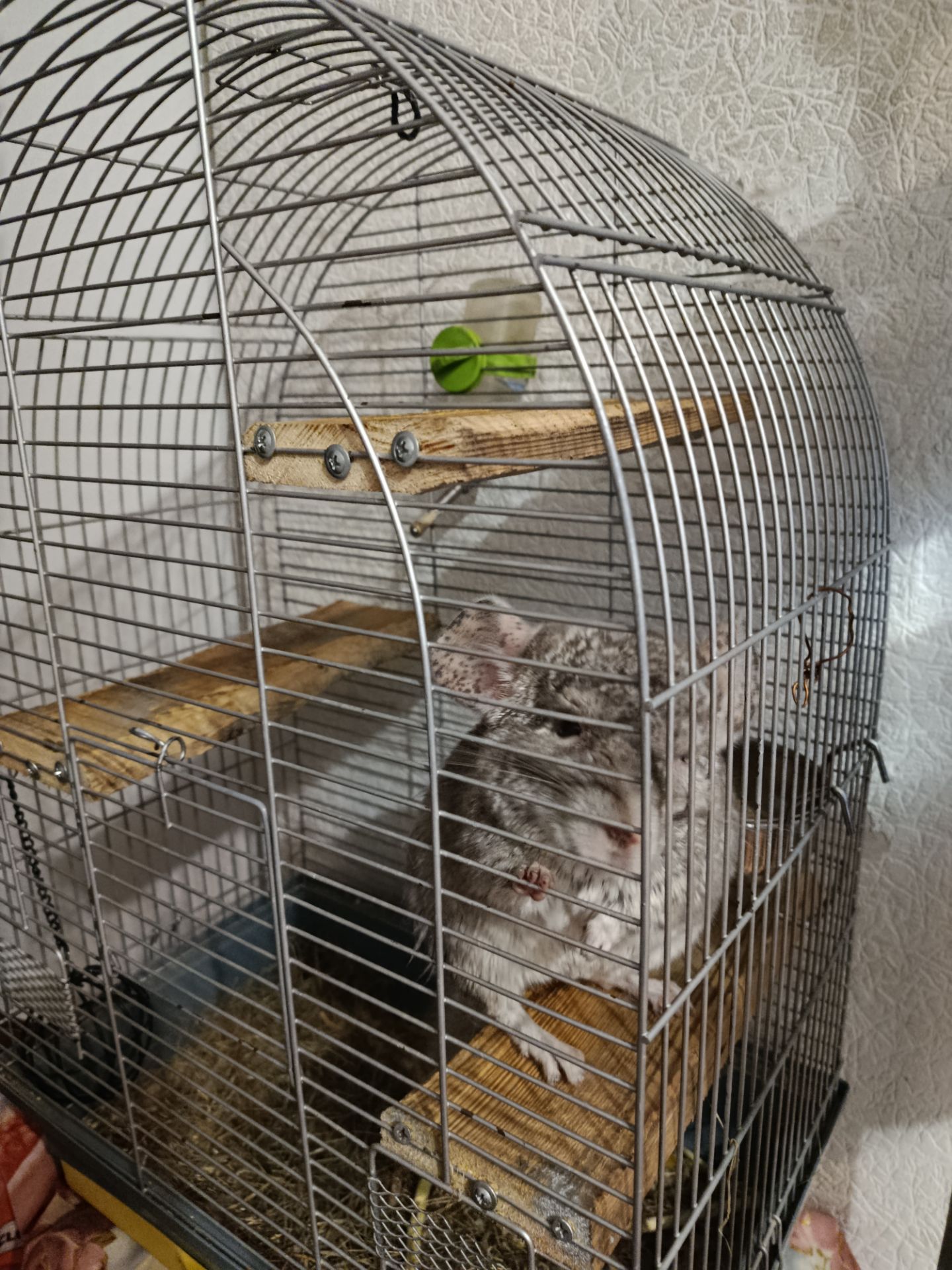 Ручний хлопчик Лучик, 5 років.