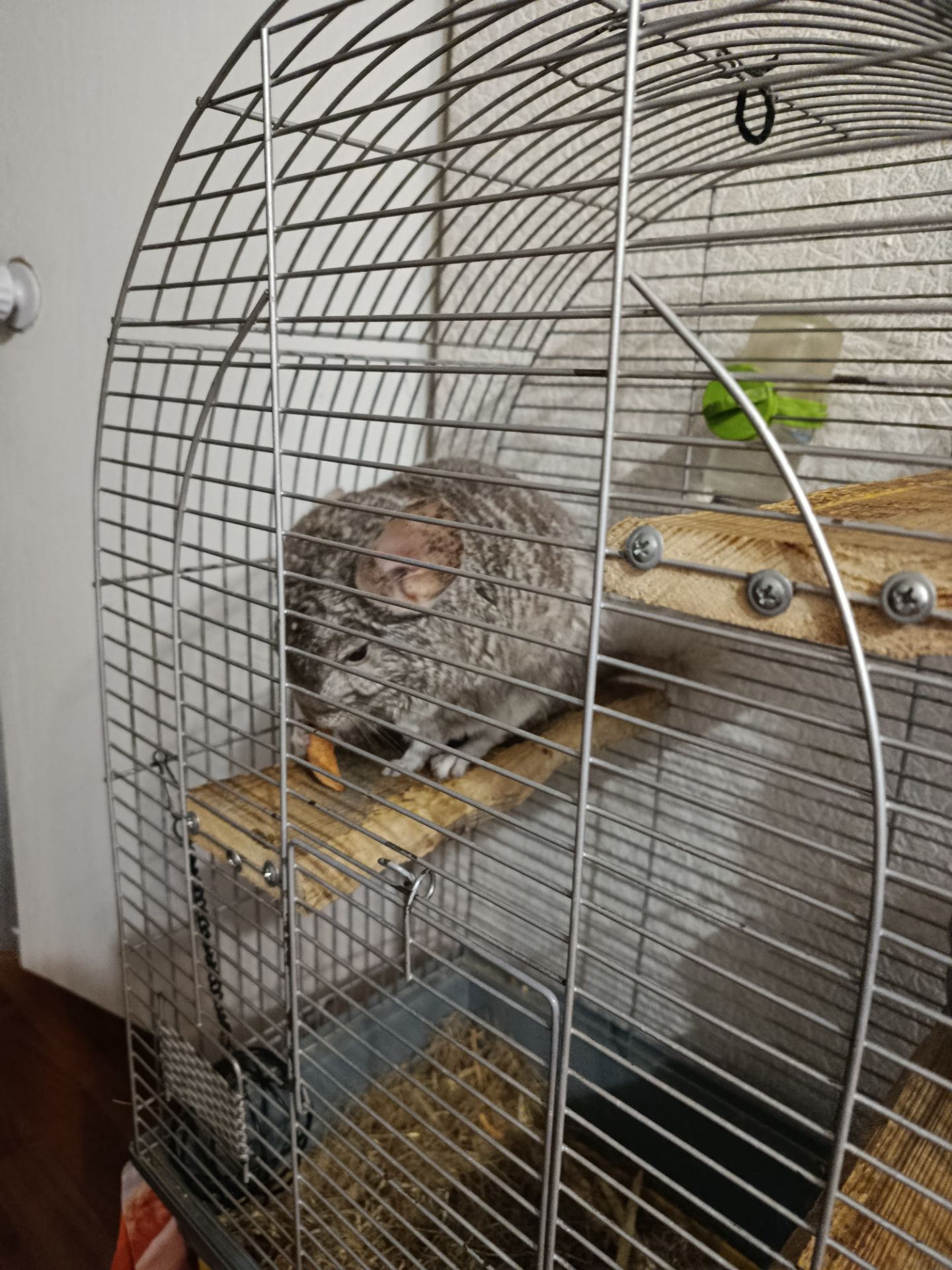 Ручний хлопчик Лучик, 5 років.