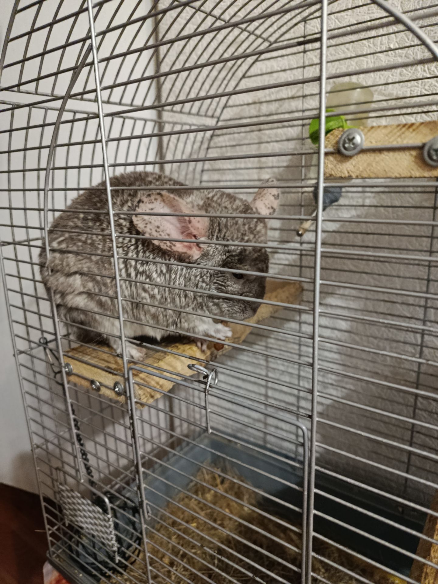 Ручний хлопчик Лучик, 5 років.