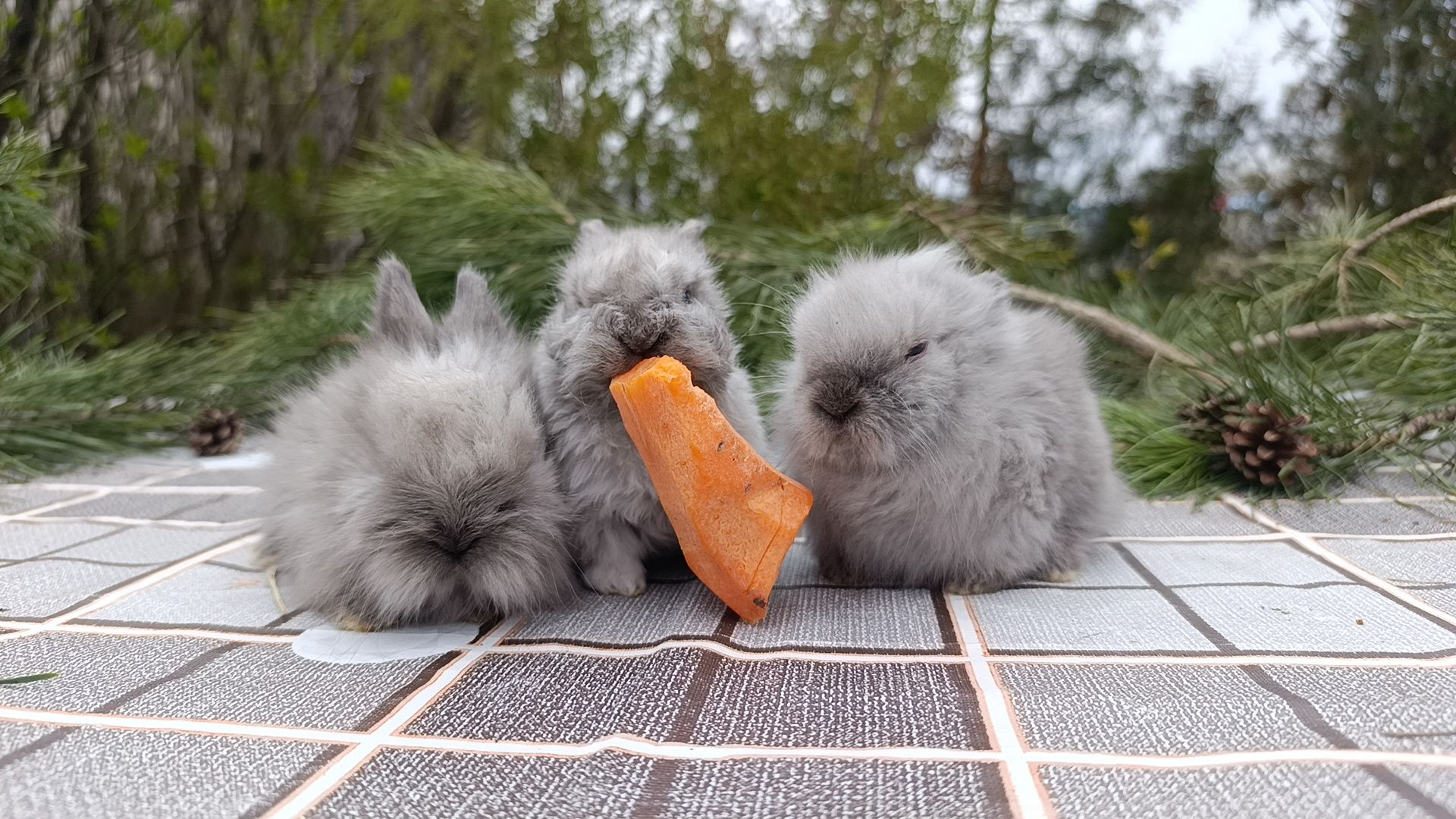 Карликові кролики, міні кролики, декоративні кролики