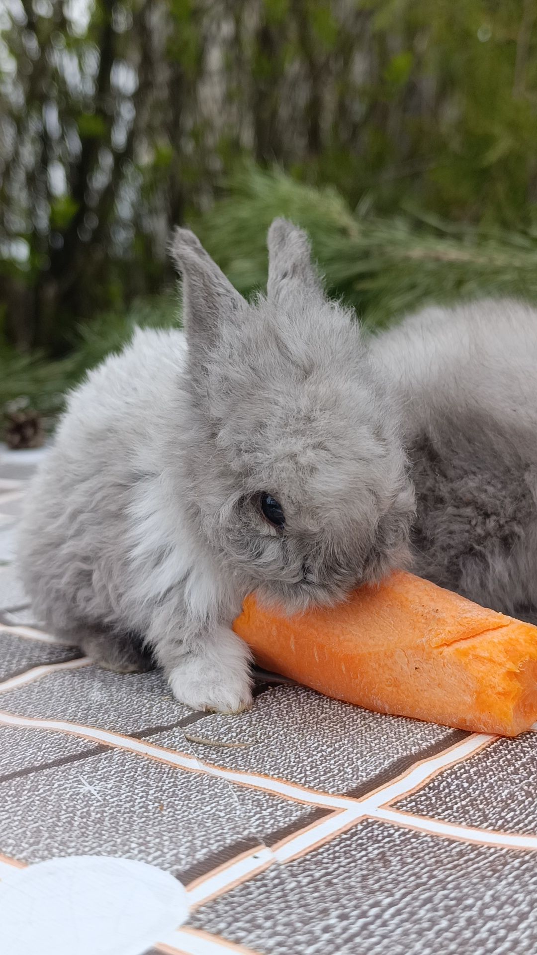 Карликові кролики, міні кролики, декоративні кролики