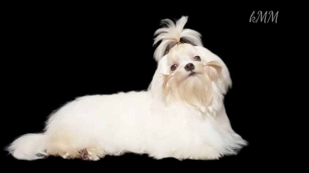 Дуже красива дівчинка мальтезе корейські крові присутні