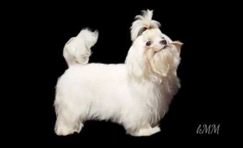 Дуже красива дівчинка мальтезе корейські крові присутні