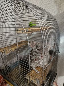 Ручний хлопчик Лучик, 5 років.