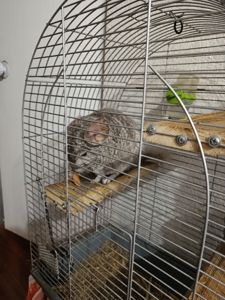 Ручний хлопчик Лучик, 5 років.