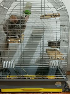 Ручний хлопчик Лучик, 5 років.