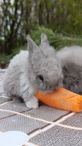 Карликові кролики, міні кролики, декоративні кролики