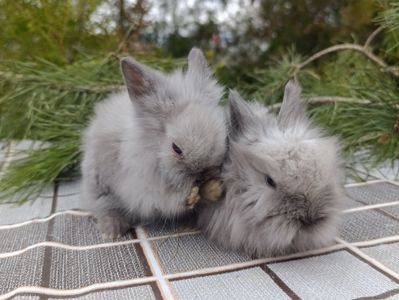 Карликові кролики, міні кролики, декоративні кролики