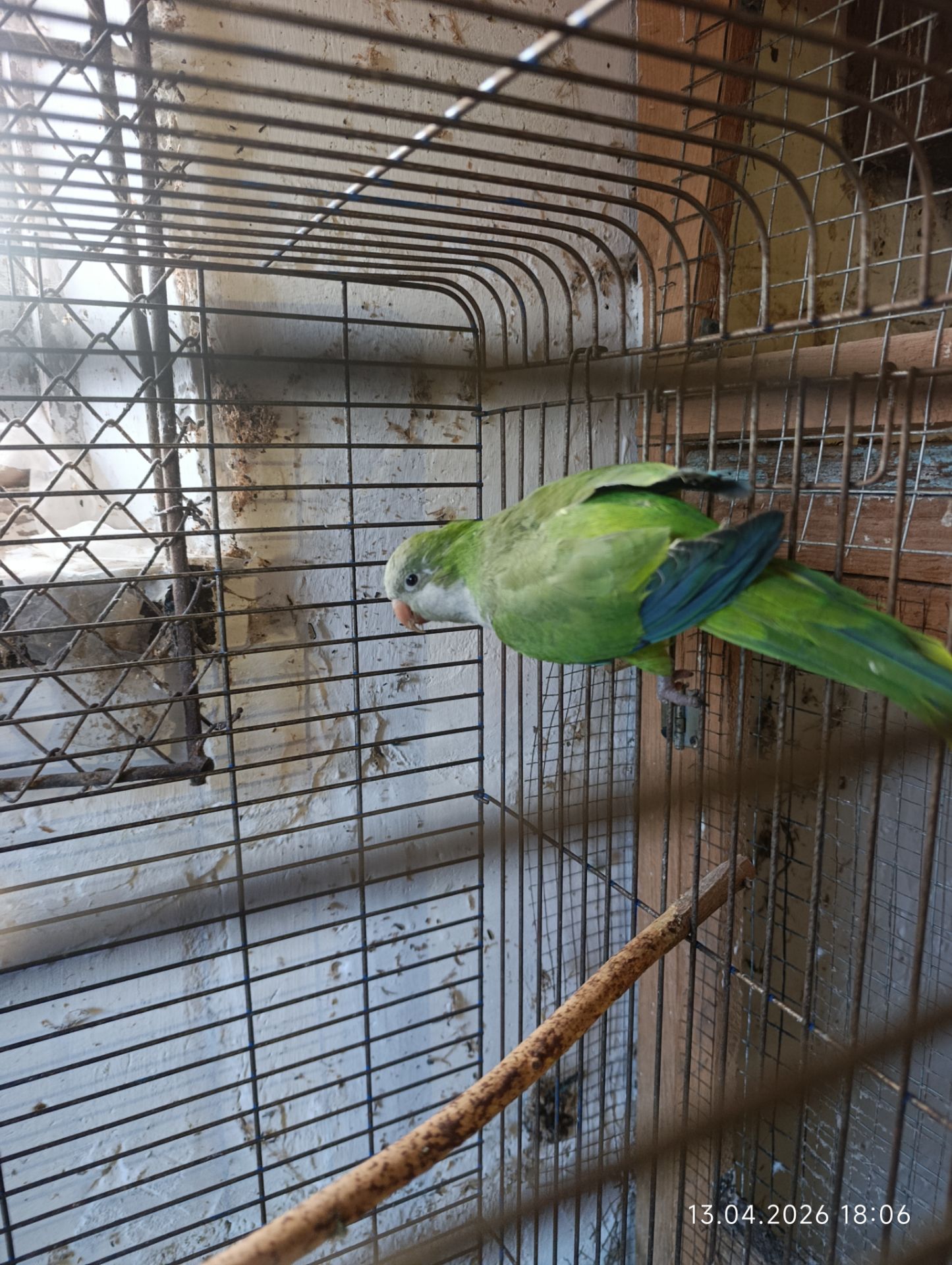 Каліта, монах самець