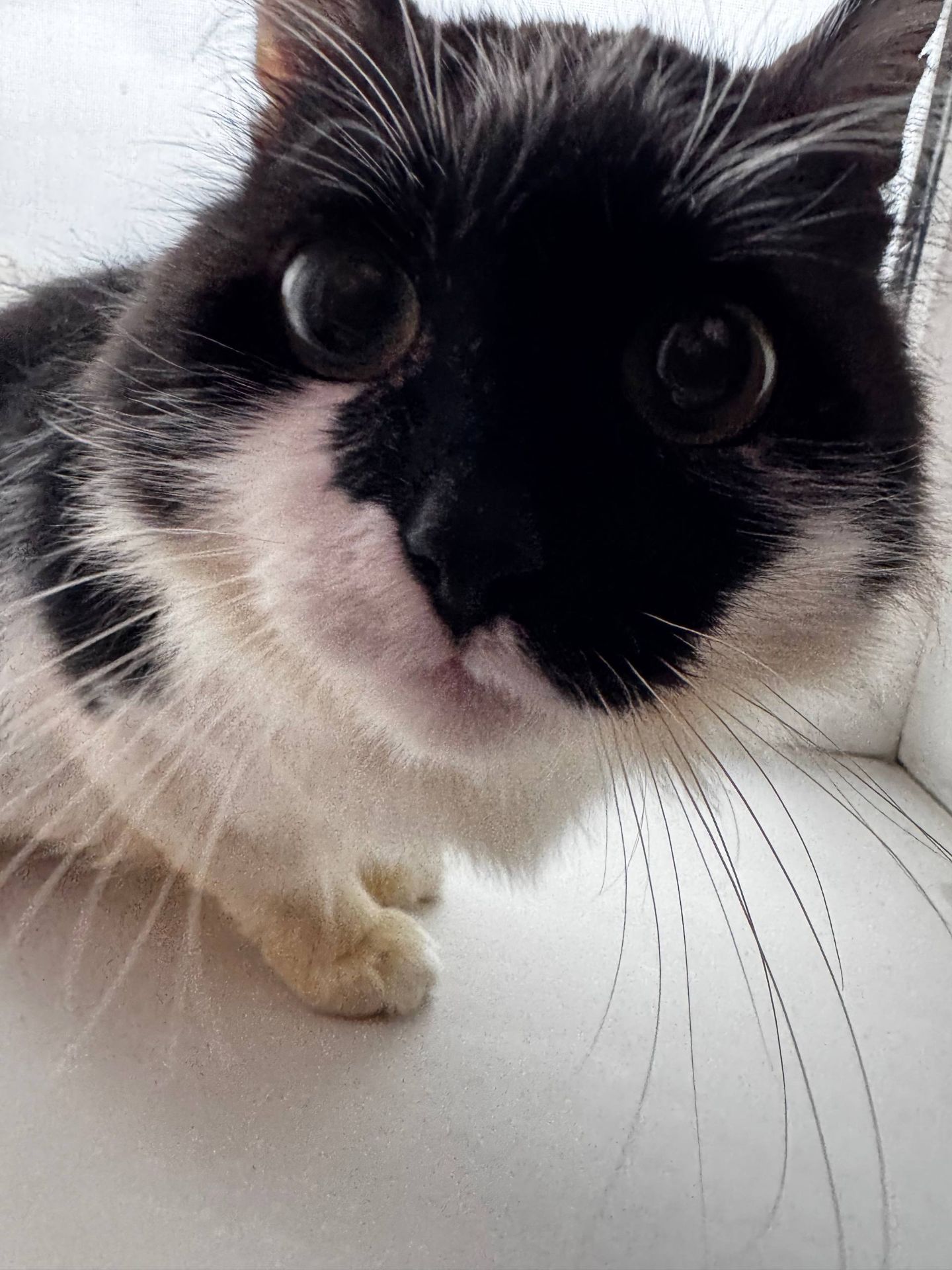 Ласкава кішечка шукає люблячу родину