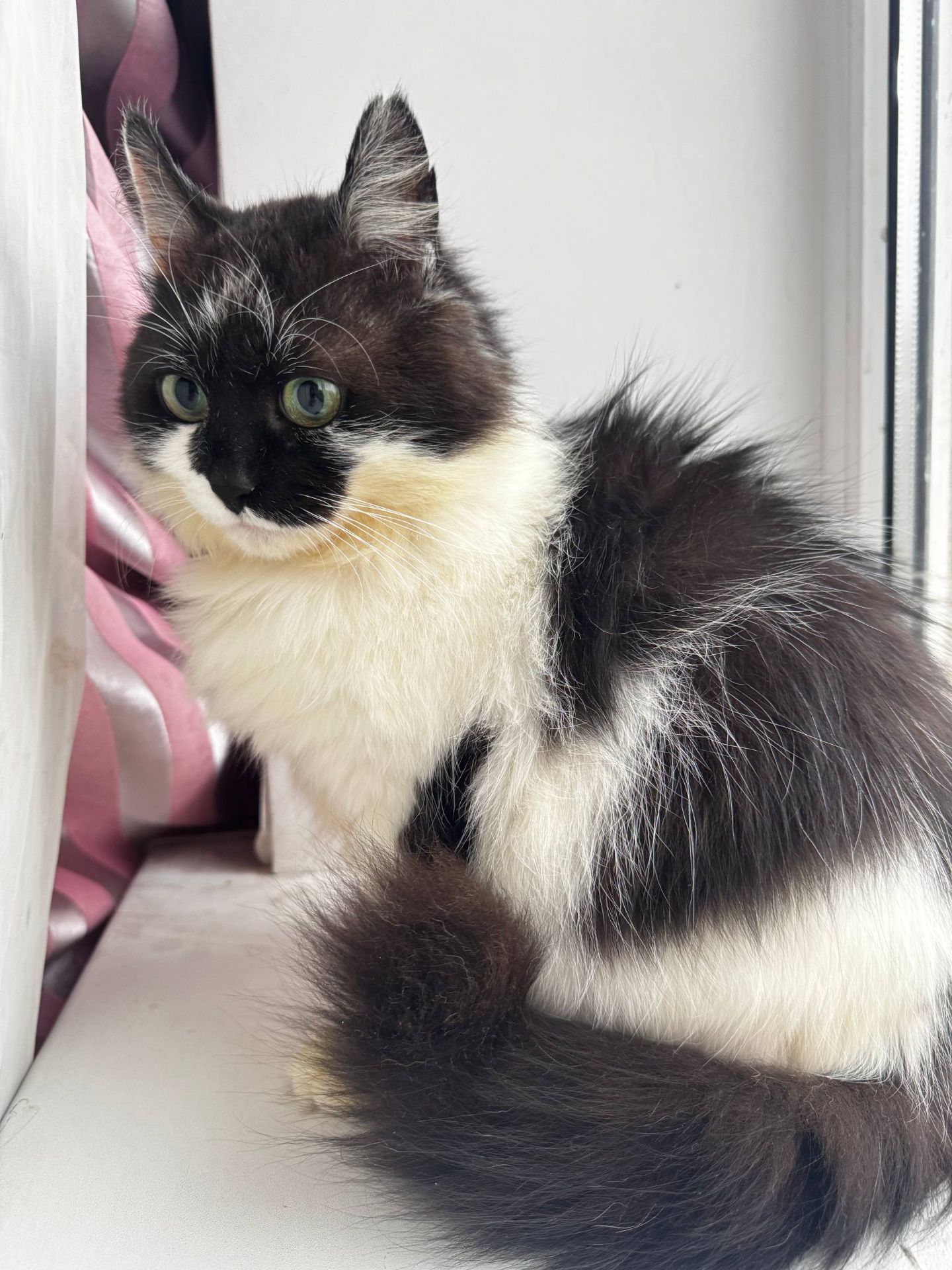 Ласкава кішечка шукає люблячу родину