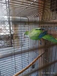 Каліта, монах самець