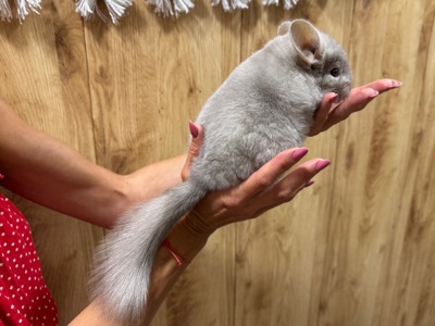 Шиншила кольорова дівчинка та хлопчики
