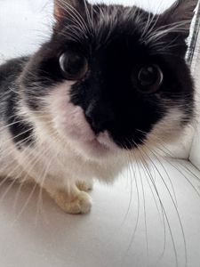 Ласкава кішечка шукає люблячу родину