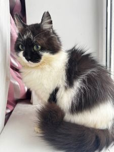 Ласкава кішечка шукає люблячу родину