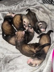 Малюки фретки, тхорики