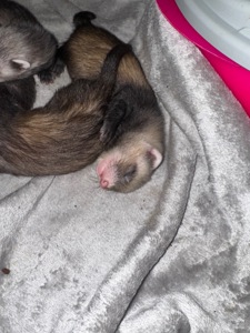 Малюки фретки, тхорики