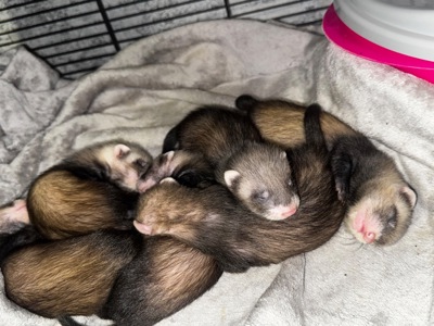 Малюки фретки, тхорики