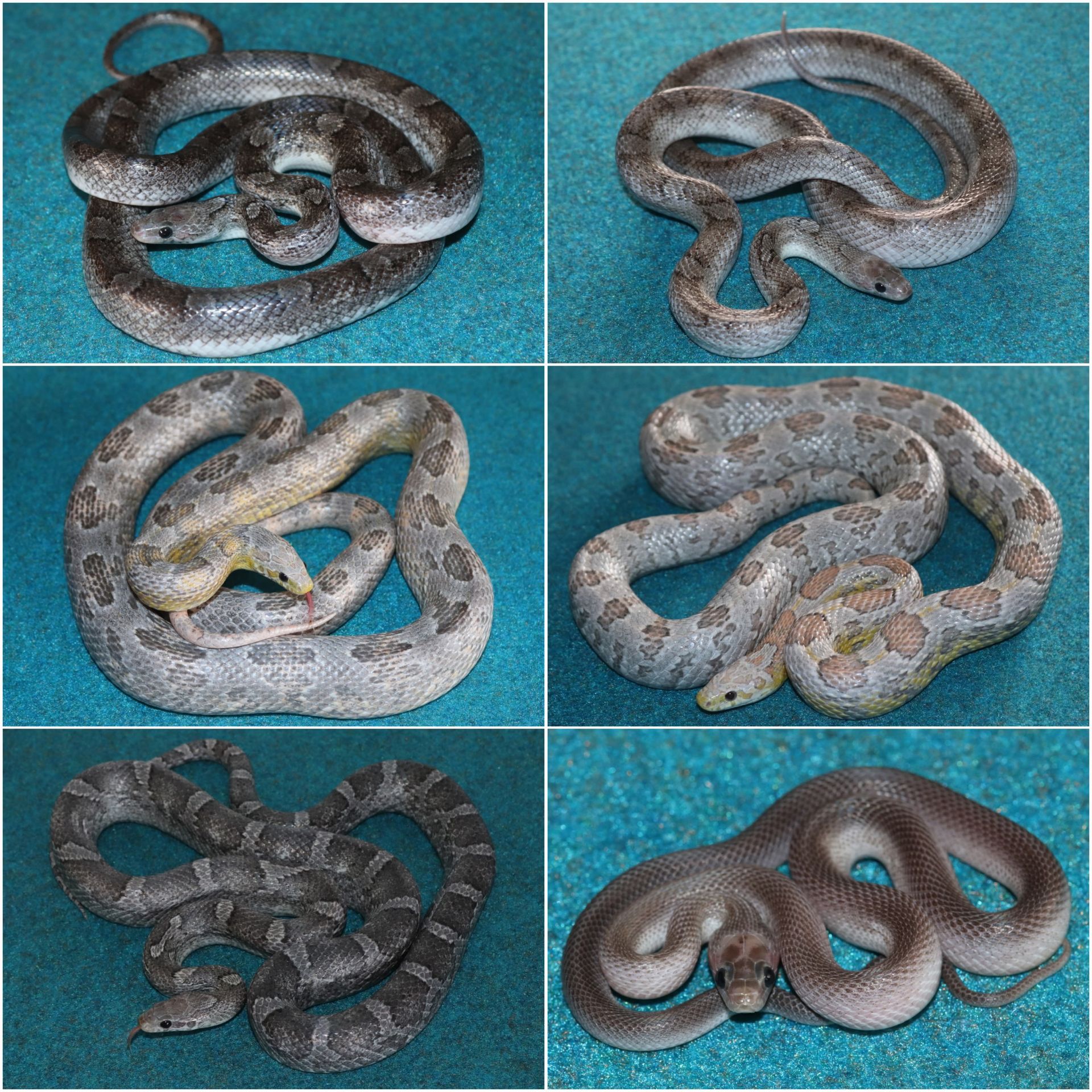 Маїсові полози різних морф