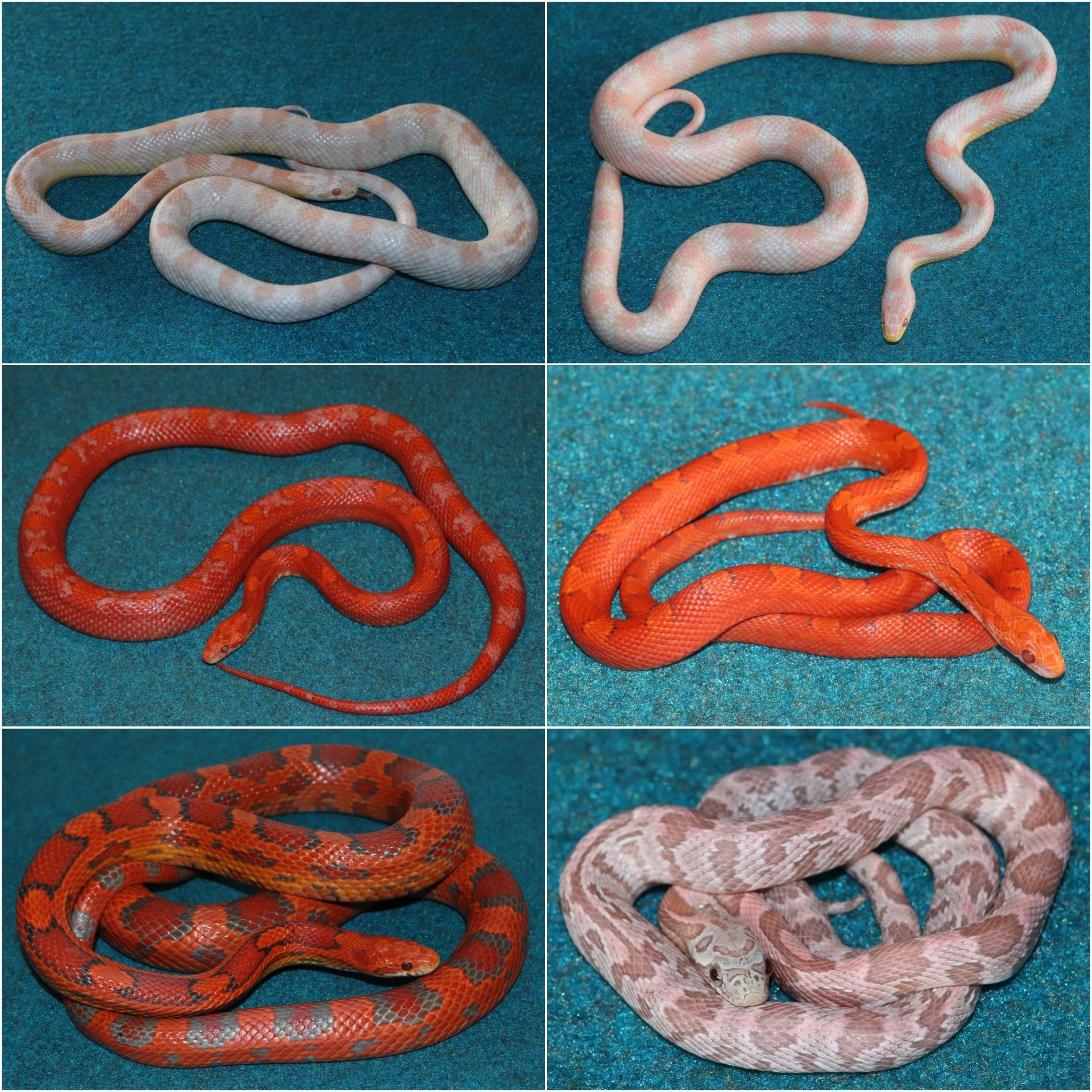 Маїсові полози різних морф