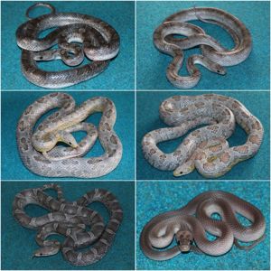 Маїсові полози різних морф