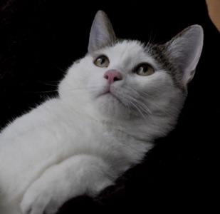 Кошеня Саша