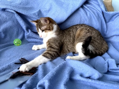 Кошеня Том, хлопчик