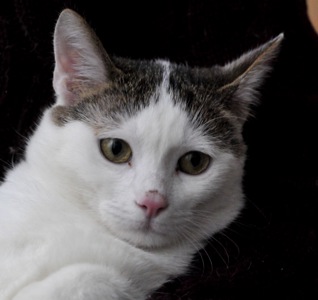 Кошеня Саша