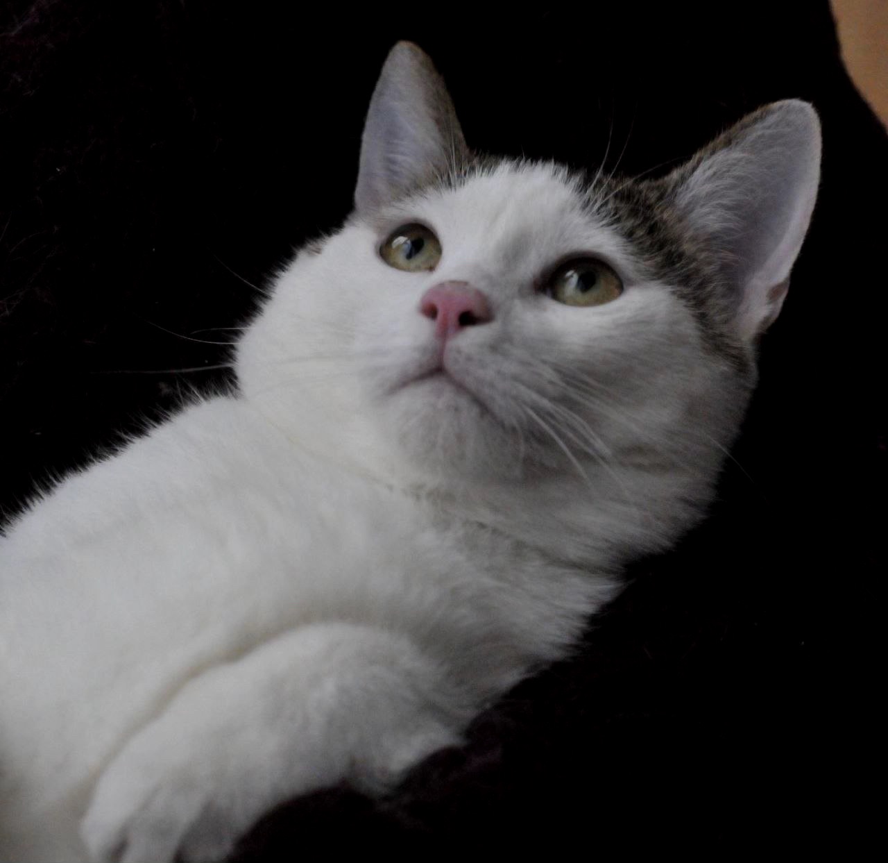 Кошеня Саша