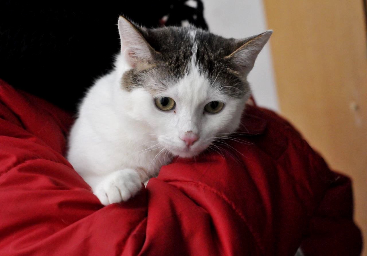 Кошеня Саша