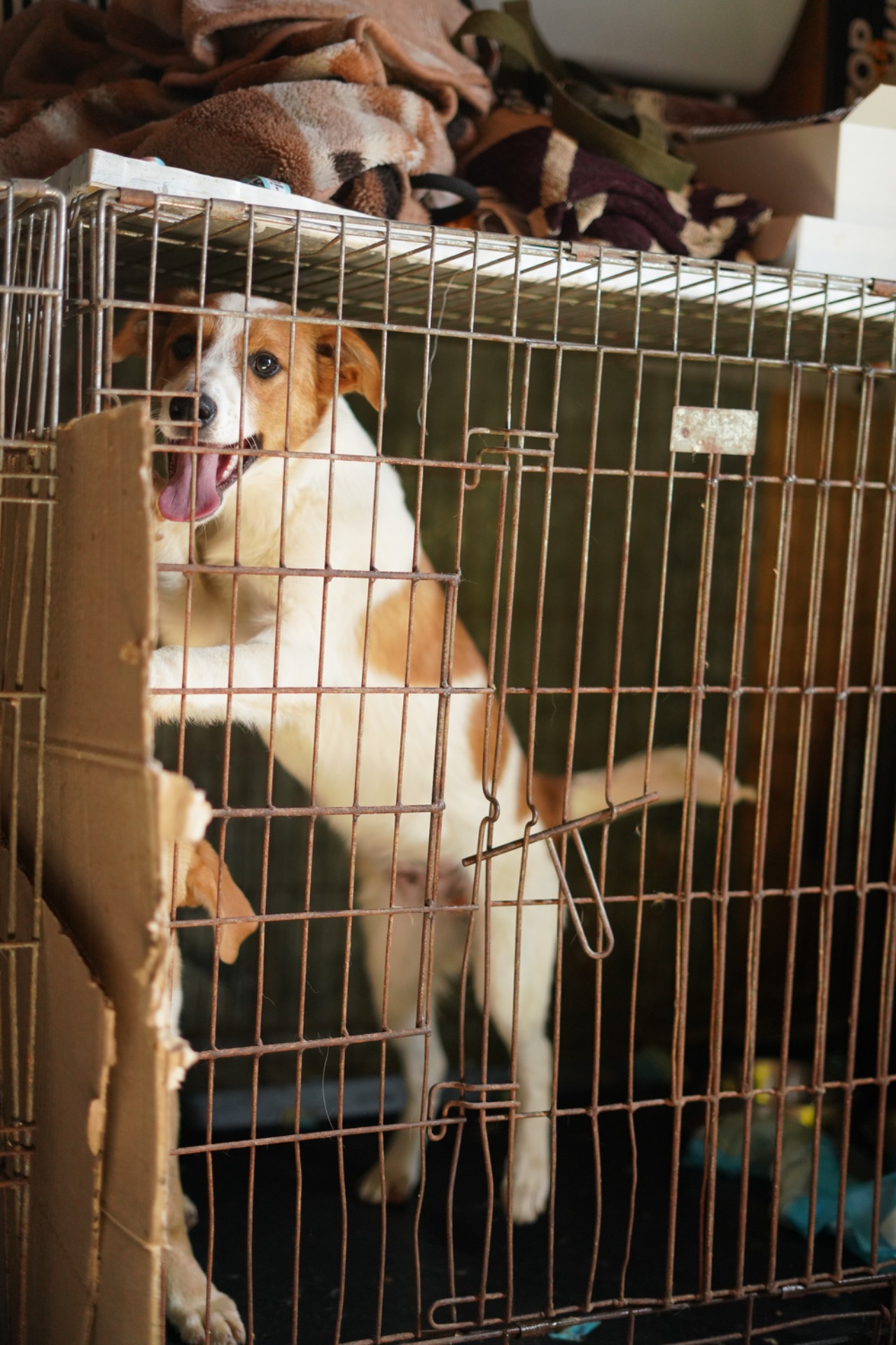 Цуценята з Донбасу мріють про родину!