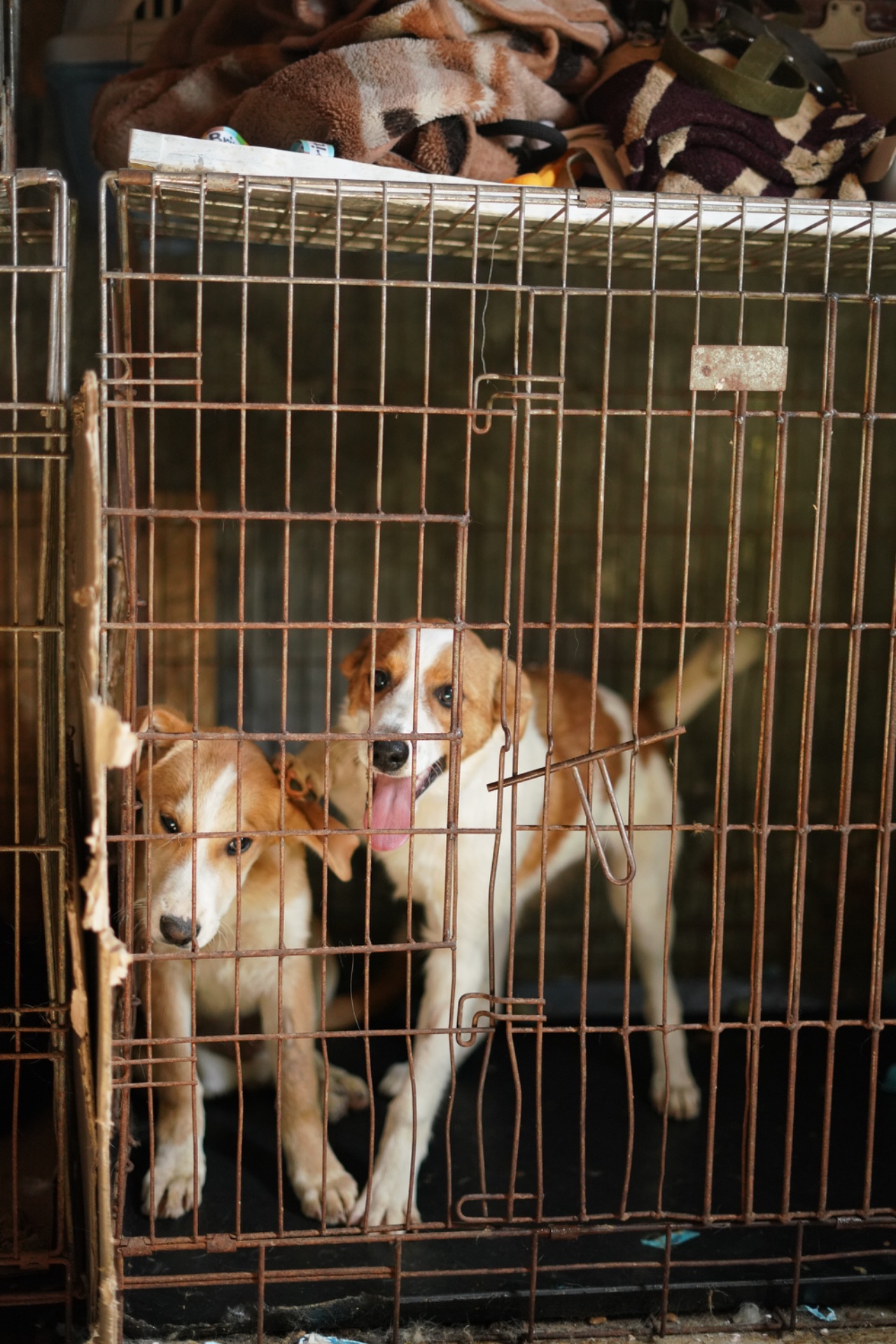 Цуценята з Донбасу мріють про родину!