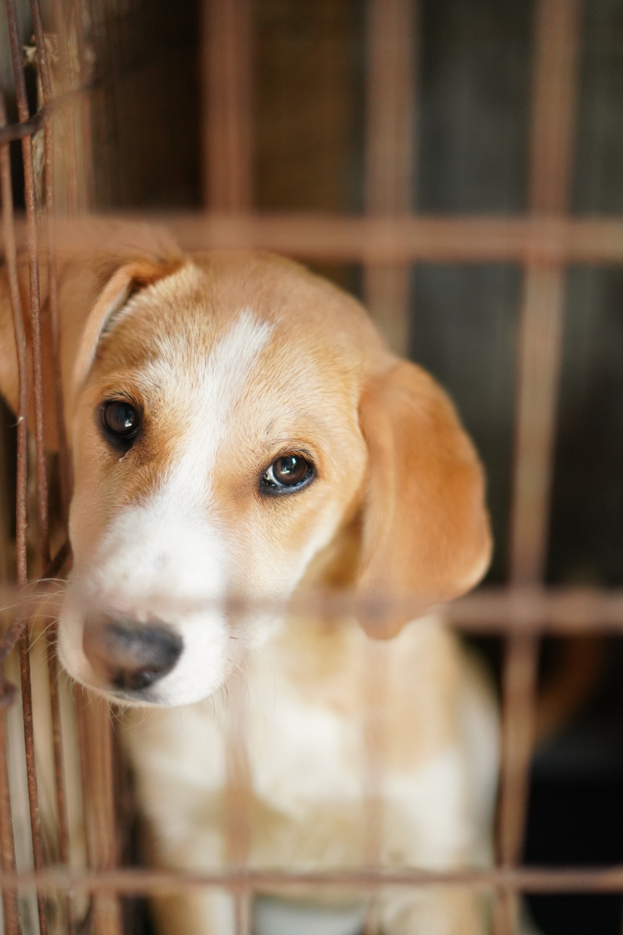 Цуценята з Донбасу мріють про родину!