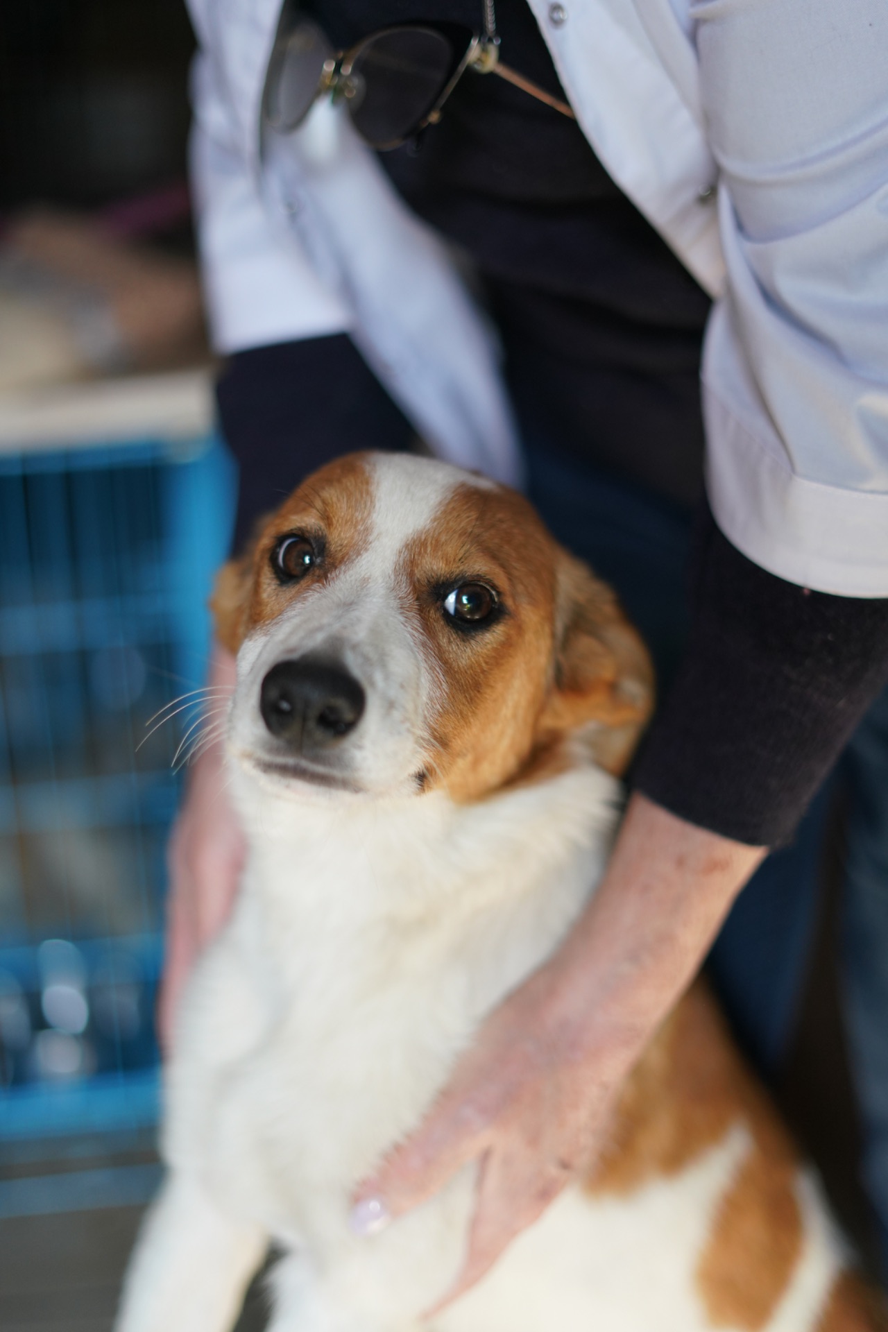 Цуценята з Донбасу мріють про родину!