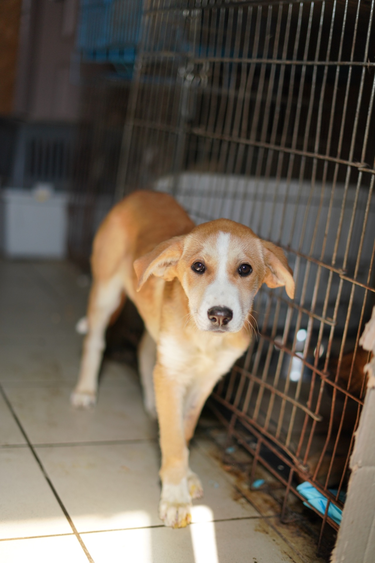 Цуценята з Донбасу мріють про родину!