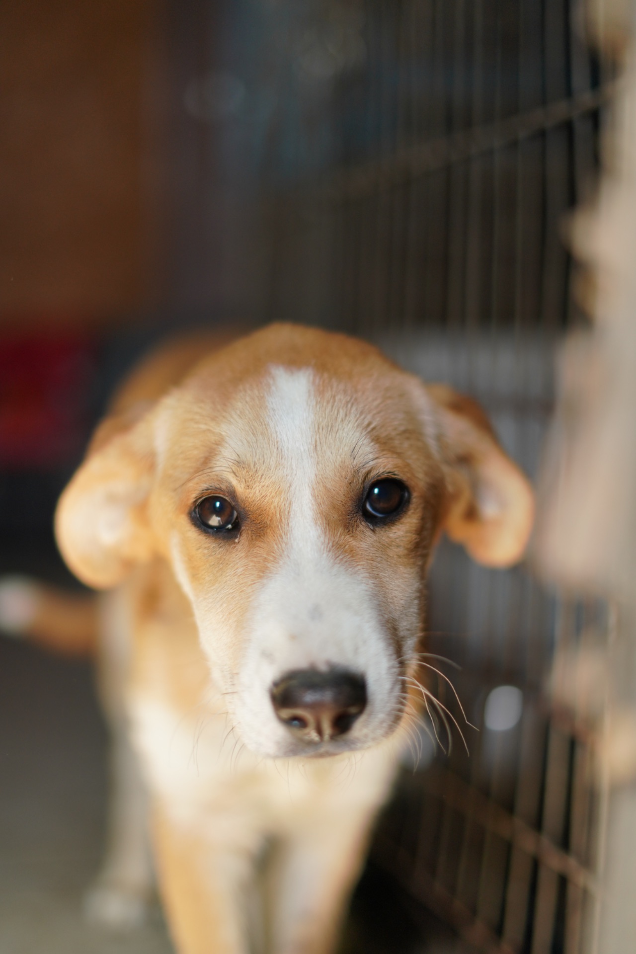 Цуценята з Донбасу мріють про родину!