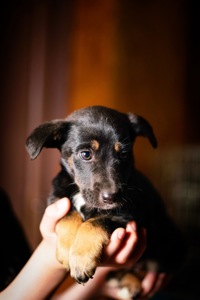 Неймовірні гарнюні шукають дім!