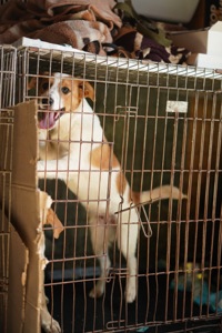 Цуценята з Донбасу мріють про родину!