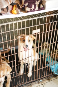 Цуценята з Донбасу мріють про родину!