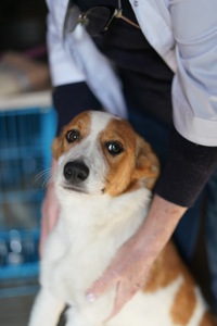 Цуценята з Донбасу мріють про родину!