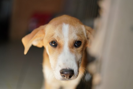 Цуценята з Донбасу мріють про родину!