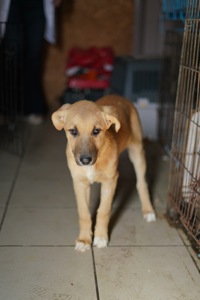 Цуценята з Донбасу мріють про родину!