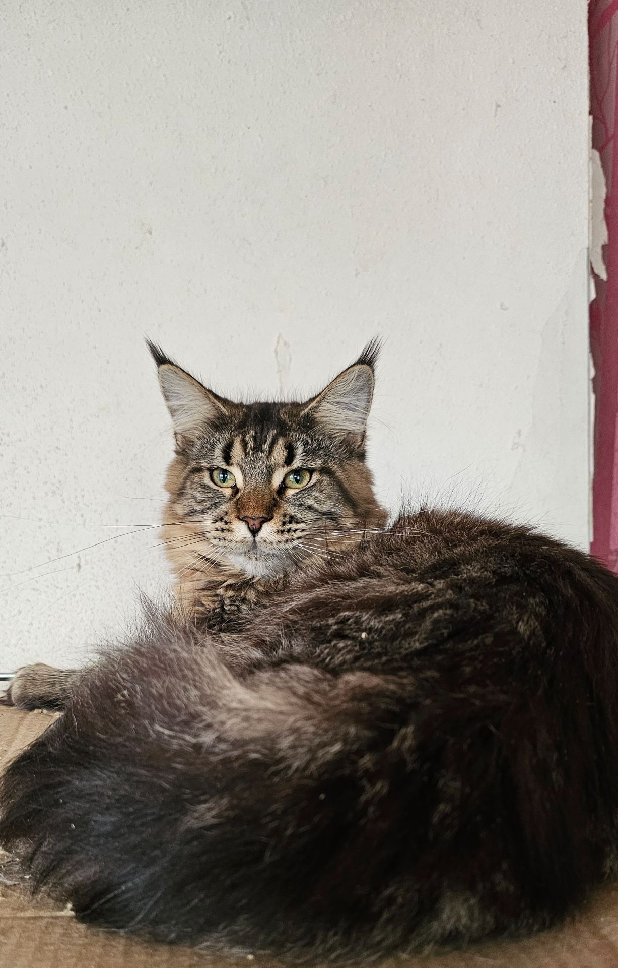 Зара девочка мейн кун